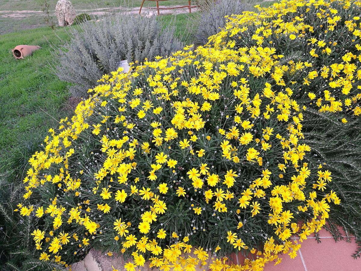 Country House Vignola Mare Aglientu Exteriér fotografie